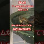 ゲームやるぞー🐢✨#short#亀#ペット#可愛い#バズる#ウンキュウ#爬虫類 #turtle #ゲーム#勉強#おもしろい#爆笑#面白い#かめ#論破