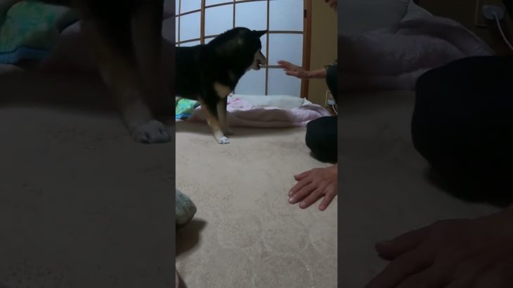 #shorts 豆柴ちいちゃん　#豆柴 #柴犬 #わんちゃん #ペット