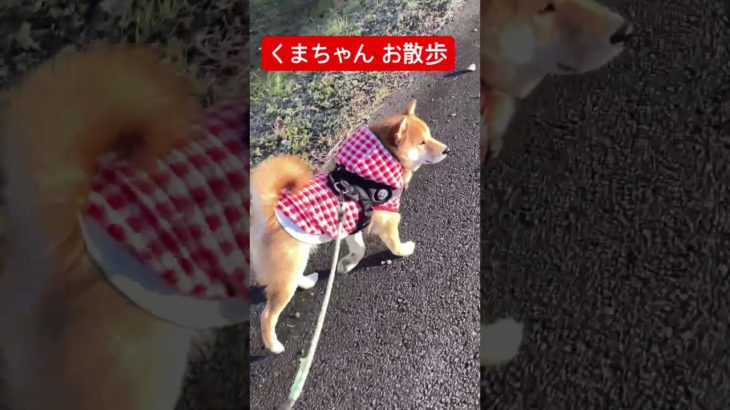#柴犬 #shorts  くまちゃん 犬好き #ペット