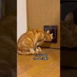 ペットドア周り、拭きます‼️🐱🤭　#保護猫　#ねこ　#ねこのいる生活  #shorts #フレーメン反応