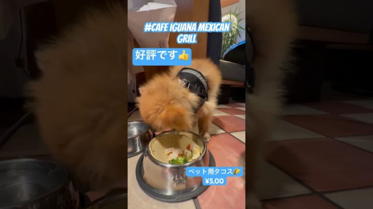 ペットにも至れり尽くせりなお店で食べた物とは？ #ポメラニアン #ポメラニアンのれおちゃん #ペットフード #神対応 #おすすめ #shorts