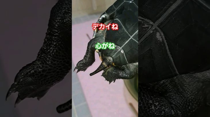 かめきちのデカいね🐢#short#亀#ペット#可愛い#バズる#ウンキュウ#流行る#人気#turtle #爬虫類 #面白い#爆笑#言葉#おもしろい