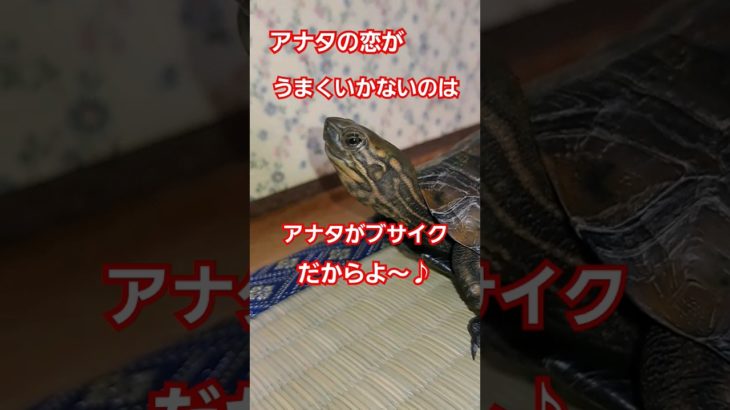 さぁスマホをぶん投げてみるか#short#亀#ペット#可愛い#バズる#ウンキュウ#流行る#人気#turtle #爬虫類 #かめ#面白い#爆笑#曲