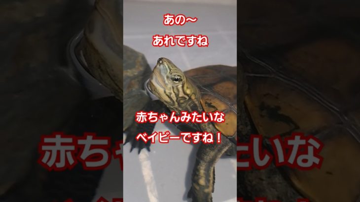は？なに言ってんの？🐢笑#short#亀#ペット#可愛い#バズる#ウンキュウ#流行る#人気#turtle #爬虫類 #面白い#爆笑#楽しい#おもしろい