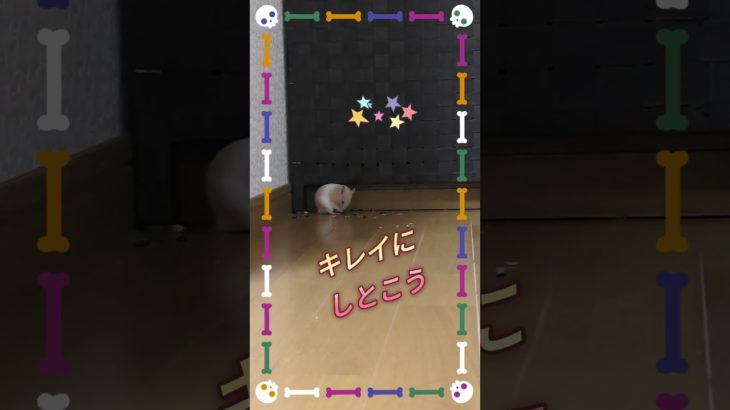 【ペット】ハムスターshots