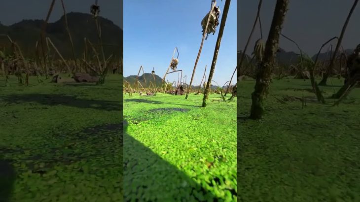 the beauty of nature – You didn’t think it was that beautiful 663th clip #satisfying