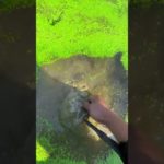 the beauty of nature – You didn’t think it was that beautiful 676th clip #satisfying