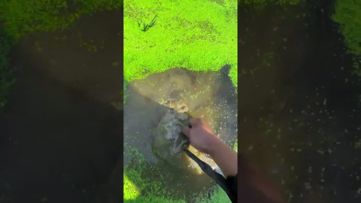 the beauty of nature – You didn’t think it was that beautiful 676th clip #satisfying