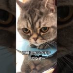 丸猫ワクチン注射打つ！馬車道ペットクリニック　太郎右衛門