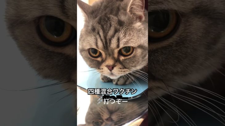 丸猫ワクチン注射打つ！馬車道ペットクリニック　太郎右衛門