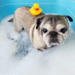 【初めましてのご紹介】自分のこと｜家族のこと｜ペット｜農業