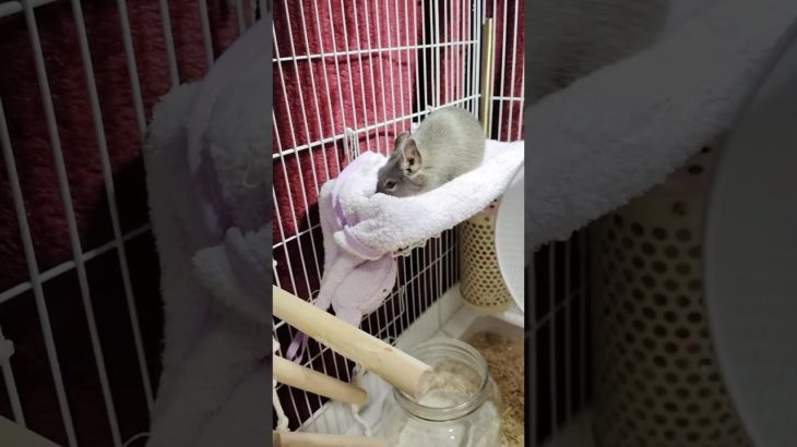 デグーのブルース　#デグー  #デグーマウス  #小動物  #ペット