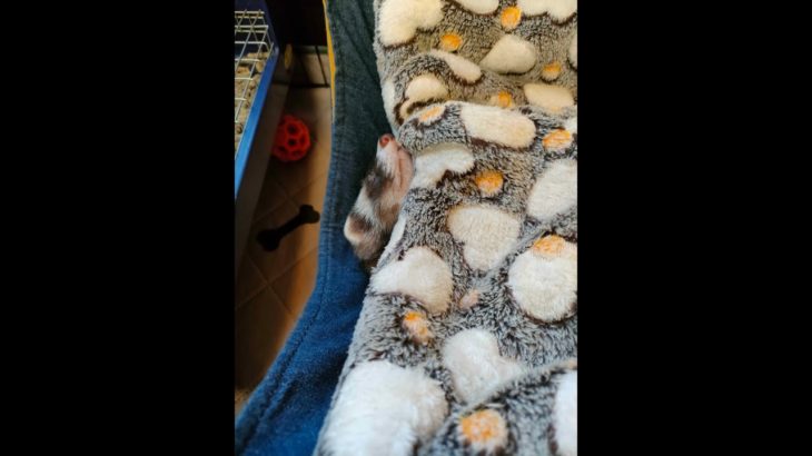 ミルちゃんのペットカメラ