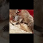 兄弟に踏まれるミーアキャットベビー #癒し#ペット#人工飼育#動物#赤ちゃん