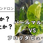 バールマルクスとフロリダビューティの植え替え