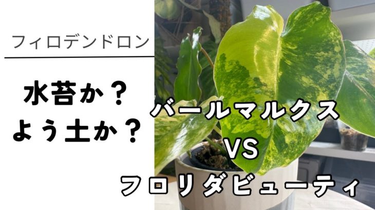 バールマルクスとフロリダビューティの植え替え