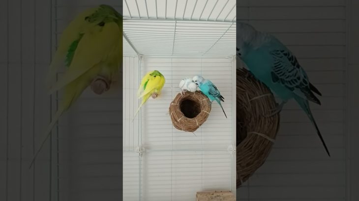 #インコ#セキセイインコ#セキセイインコのいる暮らし#インコ大好き#鳥#ペット#ぴちもちちゃん#ぴちもちちゃんねる#セキセイインコ好きさんと繋がりたい#ペットのいる暮らし#ペット#毛繕い