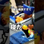 これ使ったら他のはもう…  #レビュー #商品紹介 #ペット #犬 #猫 #わんちゃん #ねこちゃん #多頭飼い #動物 #ペット動画 #チワワ #トイプードル #ゴールデンレトリバー