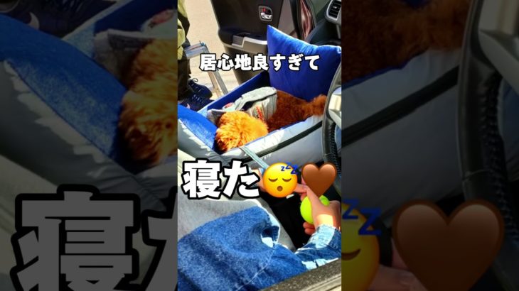 これ使ったら他のはもう…  #レビュー #商品紹介 #ペット #犬 #猫 #わんちゃん #ねこちゃん #多頭飼い #動物 #ペット動画 #チワワ #トイプードル #ゴールデンレトリバー