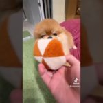 🐶追いかけ回され子犬が可愛すぎる🐶#ポメラニアン #犬 #ペット
