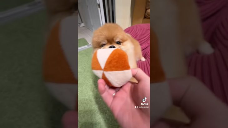 🐶追いかけ回され子犬が可愛すぎる🐶#ポメラニアン #犬 #ペット