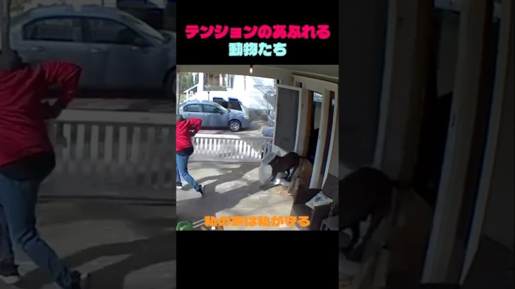 テンションのあふれる動物たち  ♥♥ #猫#子犬#ペット