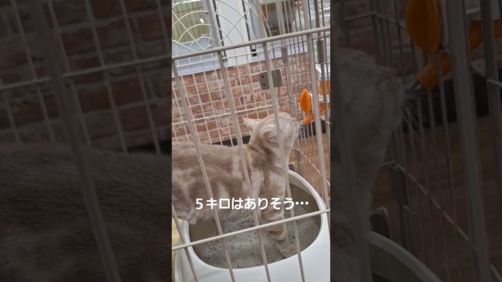 【猫のクロコ】ペットショップの闇 #
