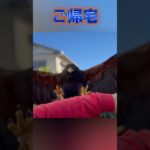 ハリスホーク帰宅　#鷹匠 #鷹狩 #ハリスホーク#猛禽類 #ペット