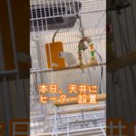 文鳥　冬越し準備　#文鳥 #ペット