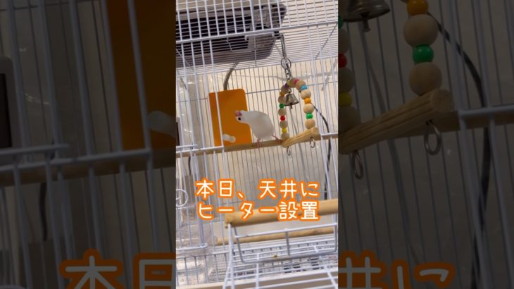 文鳥　冬越し準備　#文鳥 #ペット