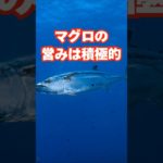 マグロの営みは積極的　#雑学 #動物 #ペット #豆知識 #面白い