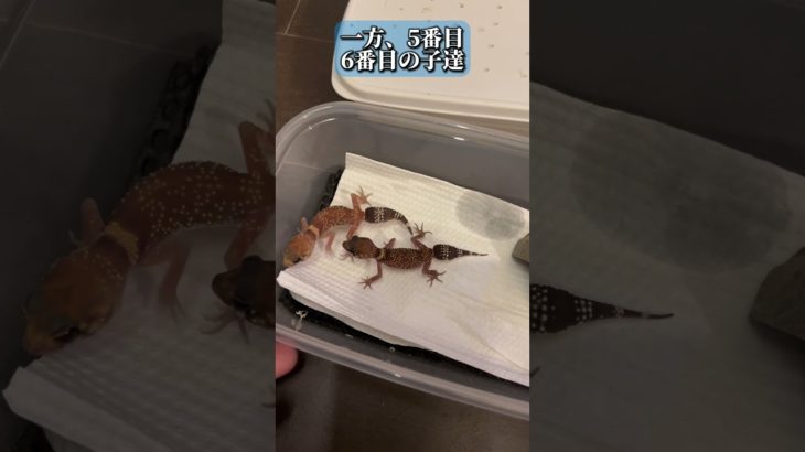 【コオロギ連チャン】#アンダーウッディサウルスミリー#やもり#爬虫類#ペット