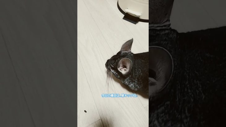 本日の部屋んぽターイム！ #チンチラ#ショート#ペット