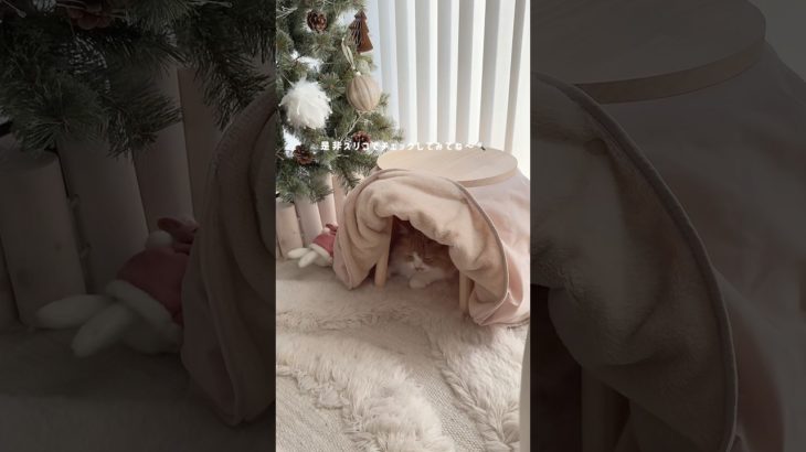 スリコのペットグッズが可愛すぎる件🐱#スリコ購入品 #猫グッズ