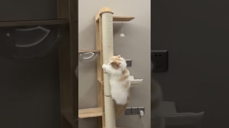 可愛いw #youtubeshorts #ペット #可愛い #本物 #猫のいる暮らし #猫 #動物好き #愛してます #日本 #日本語 #可愛いペット #東京 #日本人 #傾向