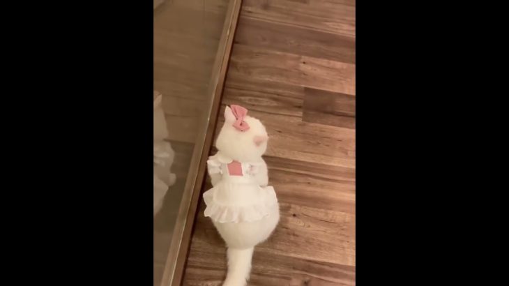 かわいい (◍︎´꒳`◍︎) #youtubeshorts #ペット #可愛い #動物 #猫 #動物好き #愛してます #日本 #日本語 #可愛いペット #日本人 #可愛すぎる #大阪 #傾向