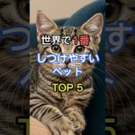 世界で1番しつけやすいペットTOP5 /Top5 Easiest Pets  #pets  #worldsbest  #animaltrivia  #petlife  #petlovers
