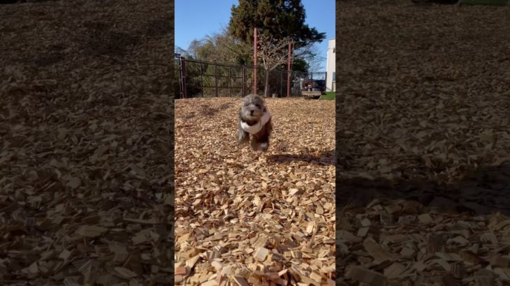 いらっしゃい颯太くん💖#20250105おうちホテル#ペットホテル#ケージフリー#静岡県袋井市 #ワンコワークス#大型犬#小型犬#中型犬#犬のいる暮らし#イヌバーシティ