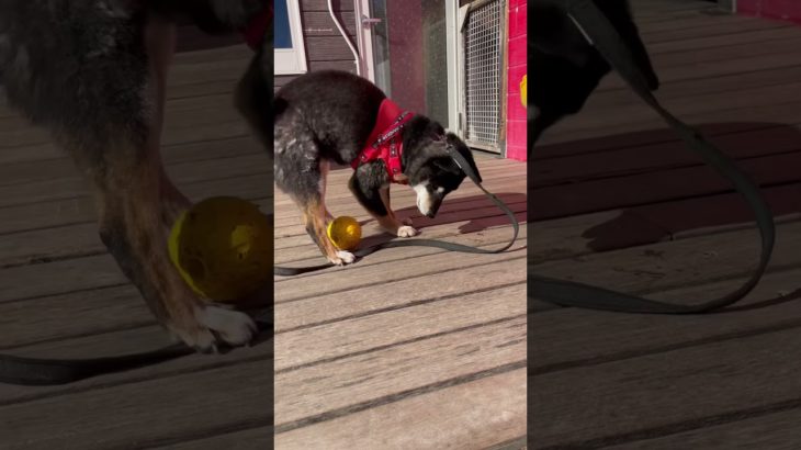 ボール大好きクロベエ君🖤#20250122おうちホテル#ペットホテル#ケージフリー#静岡県袋井市 #ワンコワークス#大型犬#小型犬#中型犬#犬のいる暮らし#イヌバーシティ