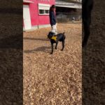 おもちゃゲット〜🐕‍🦺🦮💨 #20250123おうちホテル #ペットホテル#ケージフリー#静岡県袋井市 #ワンコワークス#大型犬#小型犬#中型犬#犬のいる暮らし#イヌバーシティ