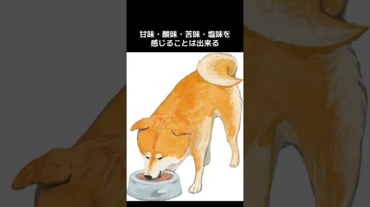 【犬に関する雑学5選】#犬 #ペット #犬の雑学    #雑学 #豆知識 #short