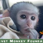 “Heartbreaking Moments: Pet  Baby Monkey with Nappy Rash & A wild Baby Monkey Cries for Lost Mom!”