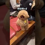 I love youを習得したワンコ｜PECO #トイプードル #犬 #愛犬家 #トイプードルのいる暮らし #toypoodle #dog #doglover #poodlelife