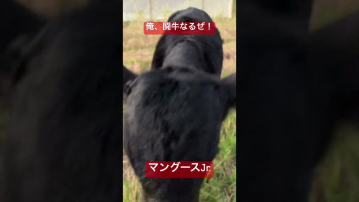 マングースJr.爆誕　#闘牛 #動物 #徳之島#かわいい #ペット