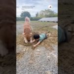 あぁ泥だらけ｜PECO #ゴールデンレトリバー #大型犬 #愛犬家 #ゴールデンレトリバーのいる暮らし #goldenretriever #dog #doglover