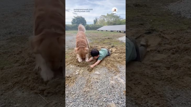 あぁ泥だらけ｜PECO #ゴールデンレトリバー #大型犬 #愛犬家 #ゴールデンレトリバーのいる暮らし #goldenretriever #dog #doglover