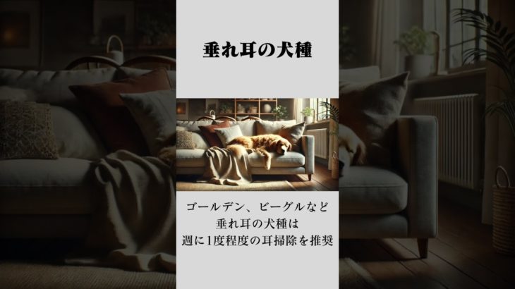 愛犬の耳掃除 #愛犬#愛猫#ペット#ペットロス#ゴールデンレトリバー#ラブラドール#チワワ#パグ#かわいい秘密#大好き#家族#ポメラニアン#柴犬Voice By ondoku3.com
