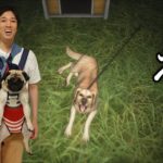 【生配信】ペット系YouTuberが夜中に犬の散歩をするゲームに挑戦します