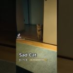 #子猫のいる生活 #保護猫 #ペット #子猫の成長日記＃猫好きさんと繋がりたい #ペットのいる暮らし＃cat＃kitty