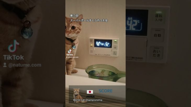 #子猫のいる生活 #保護猫 #ペット #子猫の成長日記＃猫好きさんと繋がりたい #ペットのいる暮らし＃cat＃kitty